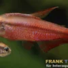 Super-Red-Devil-Tetra, Hyphessobrycon notidanos "Red Devil" (Rarität)