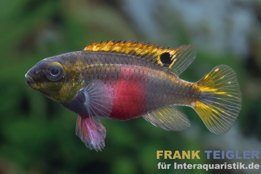 Super Red Prachtbarsch, Pelvicachromis pulcher "Super Red"
