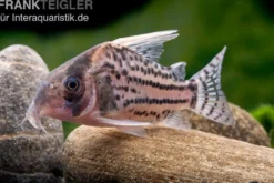 Super-Schwartz Panzerwels, Corydoras sp. „Super Schwartzi Highfin“ CW 28