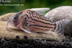 Super-Schwartz Panzerwels, Corydoras sp. „Super Schwartzi Highfin“ CW 28