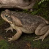 Surinam-Aga-Kröte, Bufo marinus