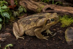 Surinam-Aga-Kröte, Bufo marinus