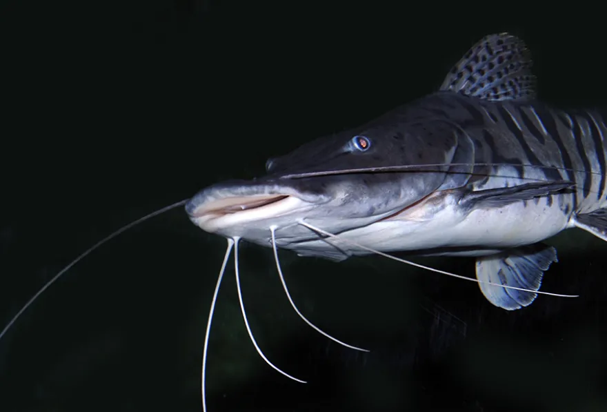 Surubim-Tigerspatelwels, Pseudoplatystoma fasciatum