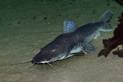 Surubim-Tigerspatelwels, Pseudoplatystoma fasciatum