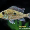 Svenis Erdfresser, Geophagus sveni, 5-6 cm