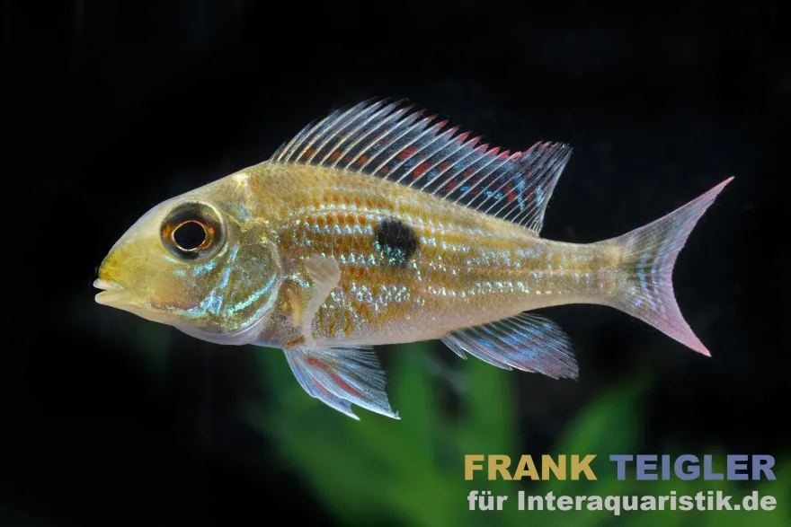 Svenis Erdfresser, Geophagus sveni, 5-6 cm