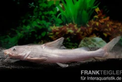 Süßwasserhai, Hemiarius stormii