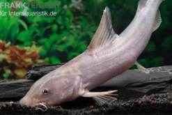 Süßwasserhai, Hemiarius stormii