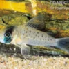 Sychri-Panzerwels, Corydoras sychri, 4-5 cm