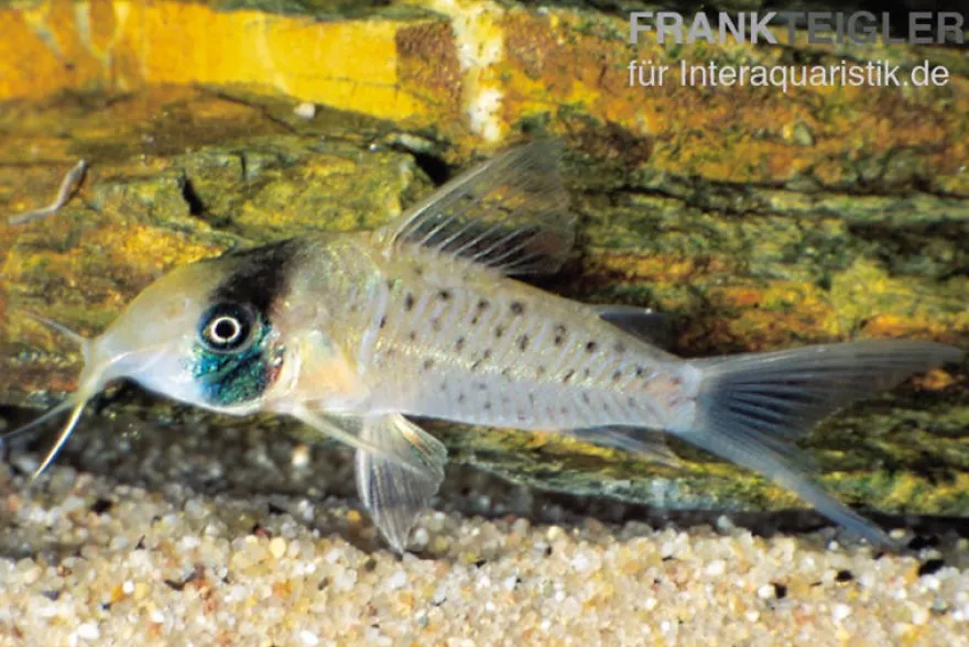Sychri-Panzerwels, Corydoras sychri, 4-5 cm