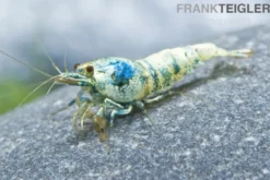 Taiwan Bee Blue Bolt Face, Caridina spec.