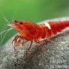 Taiwan Bee Red Ruby Garnele (Red King Kong)