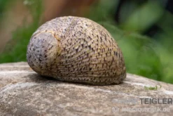 Taiwan Marmor-Rennschnecke, Neritina sp. marmor