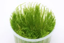 Taiwanmoos, Taxiphyllum alternans "Taiwan", In Vitro