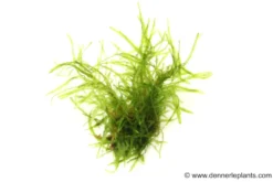 Taiwanmoos, Taxiphyllum alternans 
