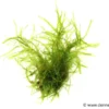 Taiwanmoos, Taxiphyllum alternans "Taiwan", im Becher