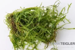 Taiwanmoos, Taxiphyllum alternans "Taiwan", im Becher