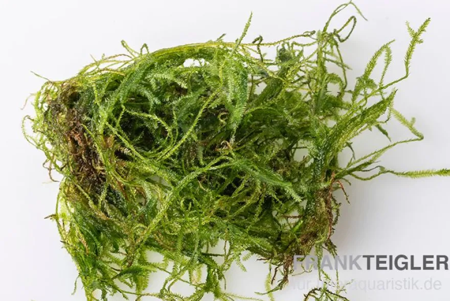 Taiwanmoos, Taxiphyllum alternans "Taiwan", im Becher