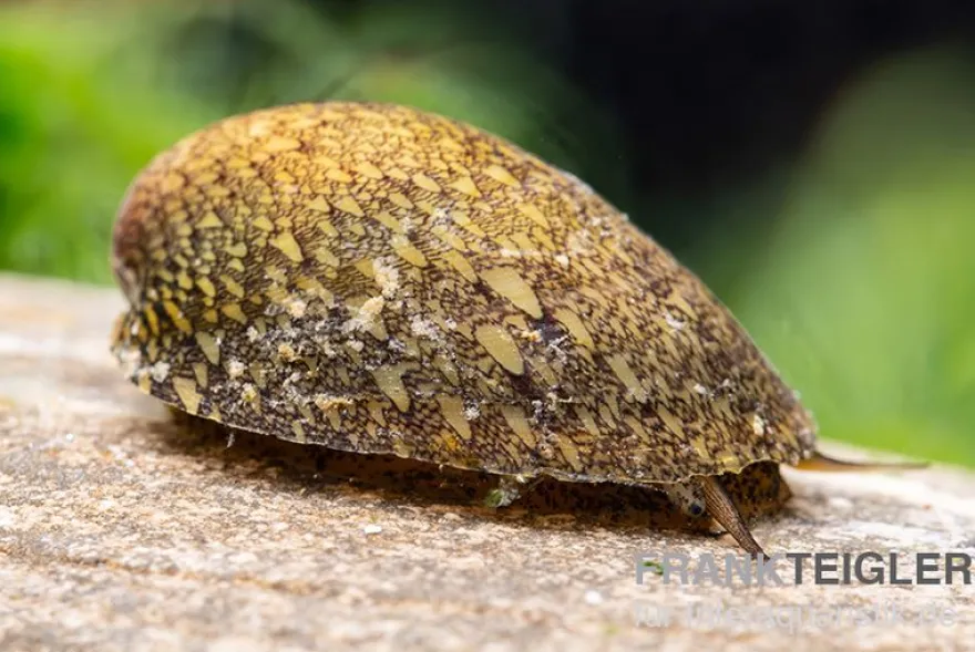 Taiwan Muschelschnecke, Septaria sp. Taiwan