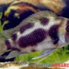 Tanganjika Beulenkopf "Black Widow", Cyphotilapia frontosa "Black Widow"