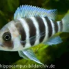 Tanganjika-Beulenkopf, Cyphotilapia frontosa "Burundi"
