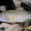 Tanganjika-Clown, Eretmodus cyanostictus Kasanga