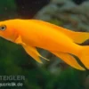 Tanganjika-Goldcichlide Top Orange, Neolamprologus leleupi Top Orange