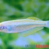 Tanganjika-Leuchtfisch, Lamprichthys tanganicanus