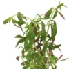 Tannenwedel-Sumpffreund, Limnophila hippuridoides, im Topf