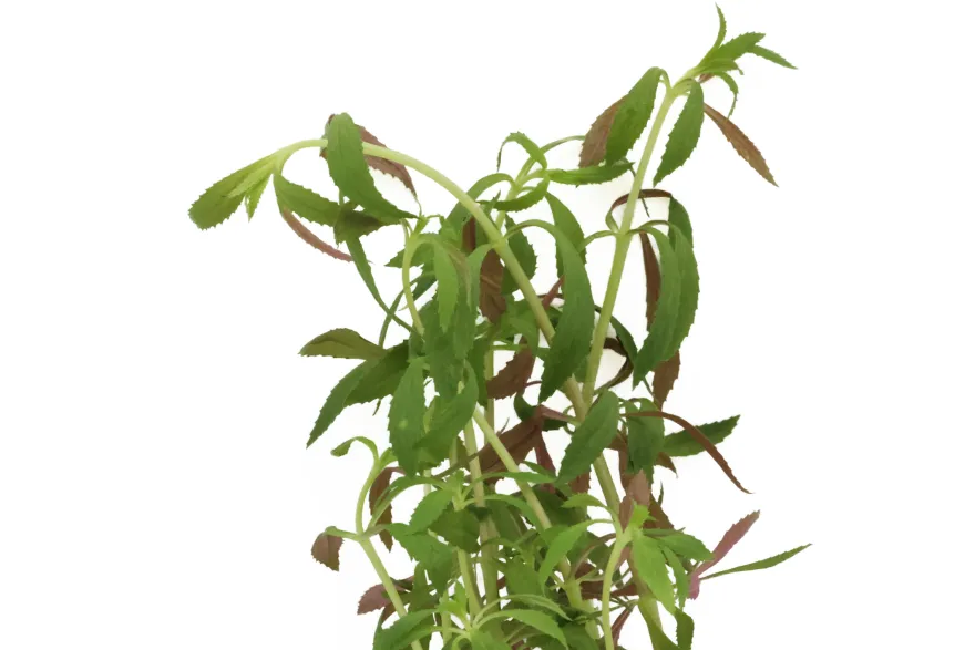 Tannenwedel-Sumpffreund, Limnophila hippuridoides, im Topf