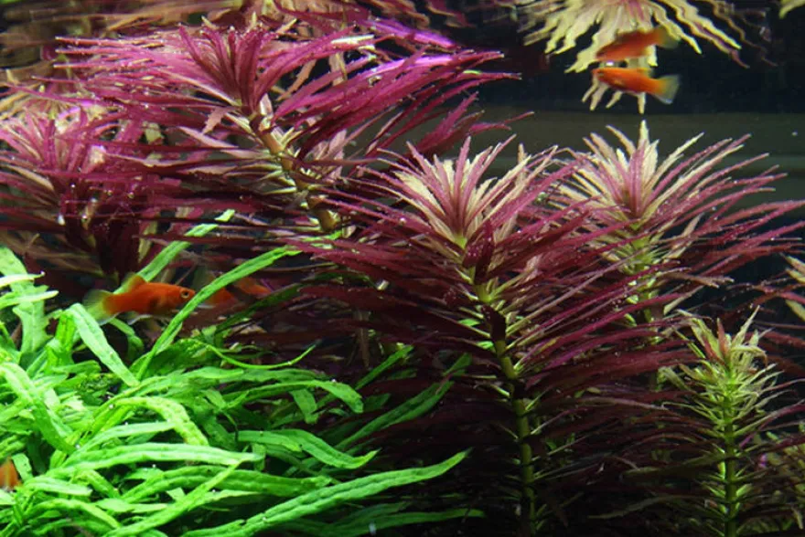 Tannenwedel-Sumpffreund, Limnophila hippuridoides, im Topf