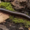 Tansanischer Rosabein-Tausendfüßer, Dendrostreptus macracanthus