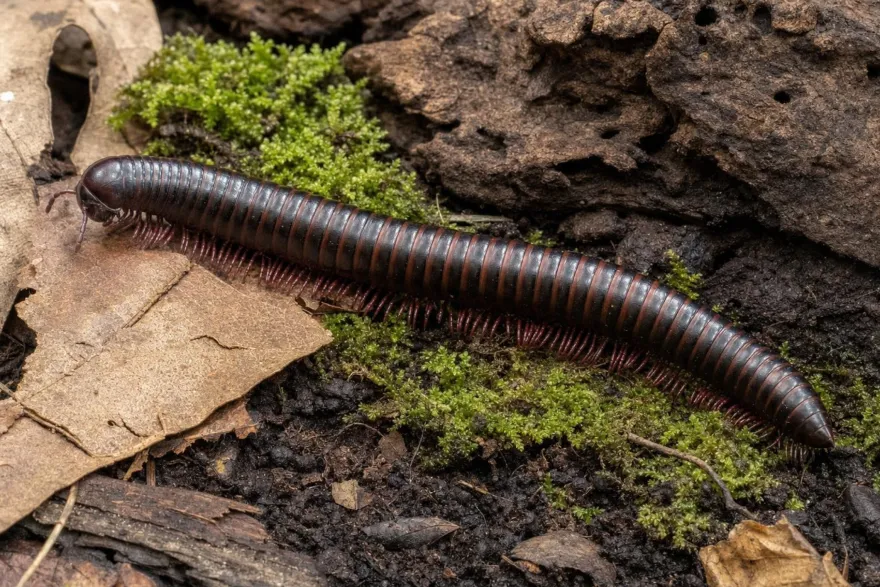 Tansanischer Rosabein-Tausendfüßer, Dendrostreptus macracanthus