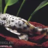 Tapajos-Zwergschilderwels, L140, Peckoltia sp.