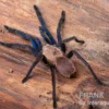 Tarantula, Ornithoctonus sp. "Thailand" XL