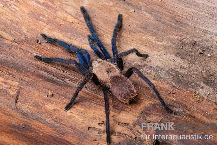 Tarantula, Ornithoctonus sp. "Thailand" XL