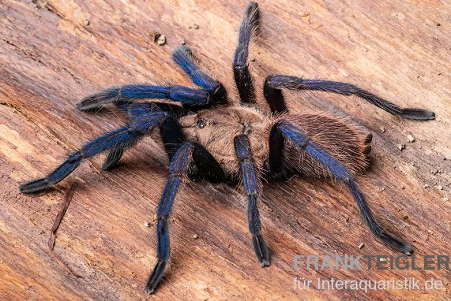 Tarantula, Ornithoctonus sp. "Thailand" XL