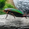 Taumelkäfer, Gyrinus sp. Nigeria