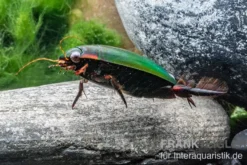 Taumelkäfer, Gyrinus sp. Nigeria