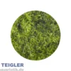 Teichlebermoos, Riccia fluitans, ca. 100 ml Becher
