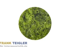 Teichlebermoos, Riccia fluitans, ca. 100 ml Becher