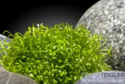 Teichlebermoos, Riccia fluitans, ca. 100 ml Becher