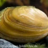 Teichmuschel, Anodonta cygnea (Kaltwasser), Größe S (7-10 cm)