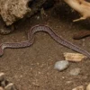 Tessera-Kornnatter, Pantherophis guttatus