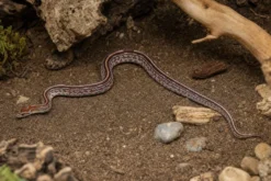 Tessera-Kornnatter, Pantherophis guttatus