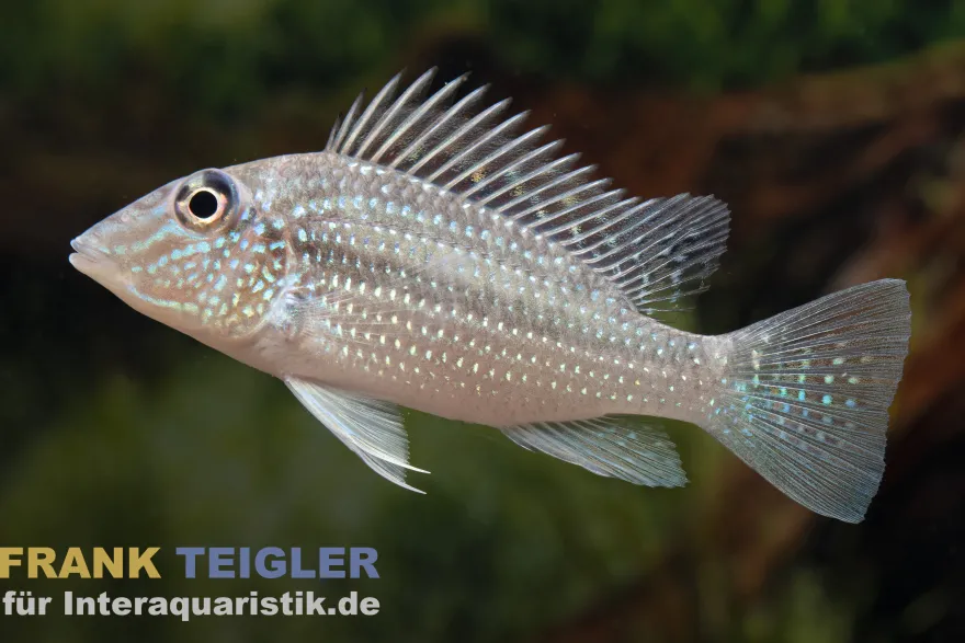 Teufelsangel Erdfresser, Satanoperca jurupari, 3-5 cm