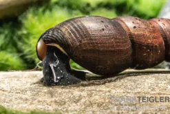 Teufelsdornschnecke, Faunus ater