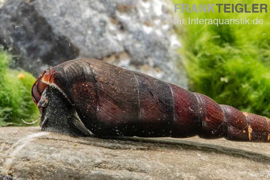 Teufelsdornschnecke, Faunus ater