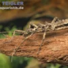Teufelsdornschrecke, Aretaon asperrimus