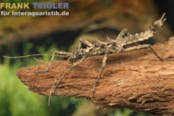 Teufelsdornschrecke, Aretaon asperrimus